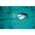 Paddlefish 57cm