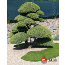 Juniperus chinensis Hetzi