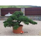 Juniperus chinensis Yatowaga