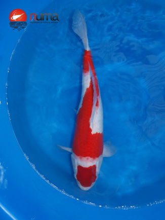 KOI Maruten Kohaku