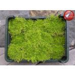 Perennial cover - yellow