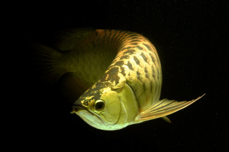 Arowana gold