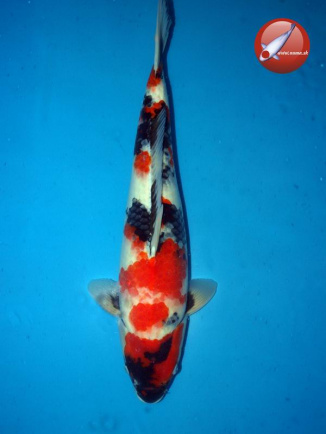 KOI Showa