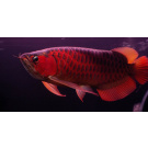 Arowana super red