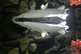 Platinum Alligator Gar