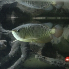 Golden asian arowana.