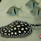 Myleus schomburgkii with Potamotrygon Black Diamond.