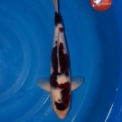 KOI Budo Goromo