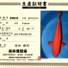 Certifikát pôvodu pre KOI kapra druhu Ginrin Benigoi veľkosti 66 cm od chovateľa Shinoda.