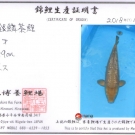 Certifikát pôvodu pre KOI kapra druhu Ginrin Chagoi veľkosti 59 cm od chovateľa Maruhiro.