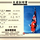Certifikát pôvodu pre KOI kapra druhu Ginrin Inazuma Showa veľkosti 76 cm od chovateľa Shinoda.
