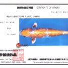 Certifikát pôvodu pre KOI kapra druhu Kogane Kabuto Ochiba veľkosti 61 cm od chovateľa Maruhiro.