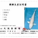 Certifikát pôvodu pre KOI kapra druhu Platinum Ogon veľkosti 78 cm od chovateľa Hirasawa.