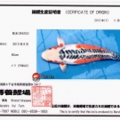 Certifikát pôvodu pre KOI kapra druhu Shusui veľkosti 60 cm od chovateľa Maruhiro.