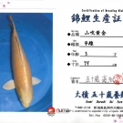 Certifikát pôvodu pre KOI kapra druhu Yamabuki Ogon veľkosti 79 cm od chovateľa Ikarashi.