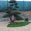 Tvarovaný solitér - borievka juniperus chinensis Hetzi po výsadbe.