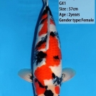 Krvná línia GX1, 57 cm ikernačka nisai