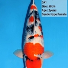 Krvná línia GX1, 58 cm ikernačka nisai