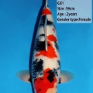 Krvná línia GX1, 59 cm ikernačka nisai