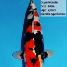 Krvná línia Super Monster, 60 cm ikernačka nisai