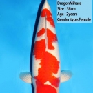 Krvná línia Dragon Mihara, 58 cm ikernačka nisai
