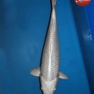 KOI Ginrin platinum ogon