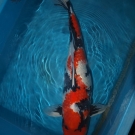 KOI Inazuma Ginrin Showa