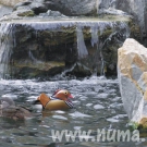 Pár kačky mandarínskej na jazierku.
