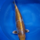 KOI Kogane Kabuto Ochiba