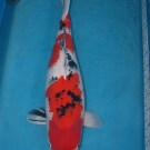 KOI Jumbo Sanke