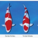 KOI variety 1