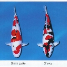 KOI variety 2
