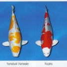 KOI variety 9