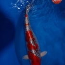 KOI Kujaku