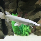 Platinum Alligator Gar - Atractosteus spatula the first day in mega tank.