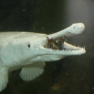 Alligator gar with tiger shrimp.