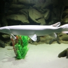 Alligator gar with size 80 cm.