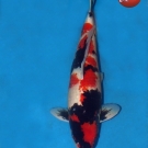 KOI Showa