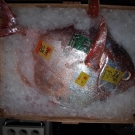 Aj rôzne nezvyčajné druhy rýb som našiel na trhu v Tokiu.