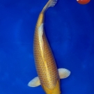 KOI Yamabuki Ogon