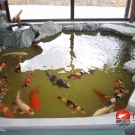 New KOI carps in pond.