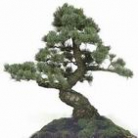 Shaped trees - BONSAI