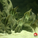 Group of altums - Pterophyllum altum