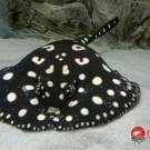 Freshwater female stingray – Leopoldi Black Diamond.