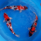 Beautiful Nisai Showa 40-46cm from Isa KOI farm.