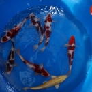Nisai Goromo 33-37 cm od Sakazume