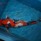 Show quality Ginrin Inazuma Showa - Gosai size 75cm with certificate of origin from Shinoda KOI farm.