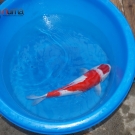 Nisai Maruten Kohaku size 45 cm from Maruhiro.