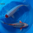 Tancho Kohaku size 57,5 cm and Asagi size 53 cm from Iwashita.