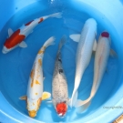 Mix KOI carps sizei 50-55 cm from Yamasan farm.